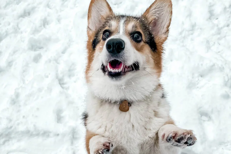 Pet Warming Pads for Cold Weather