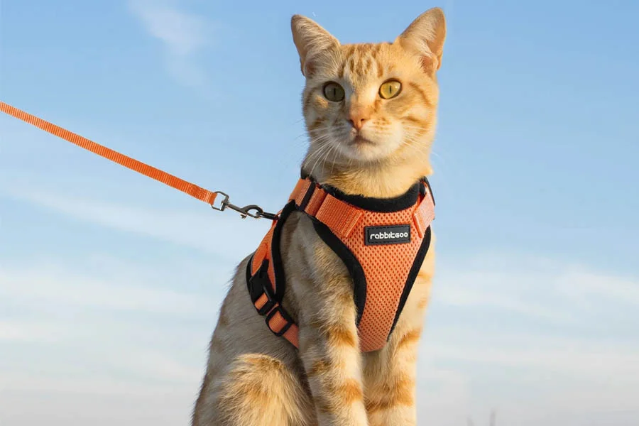 Escape-proof cat harness