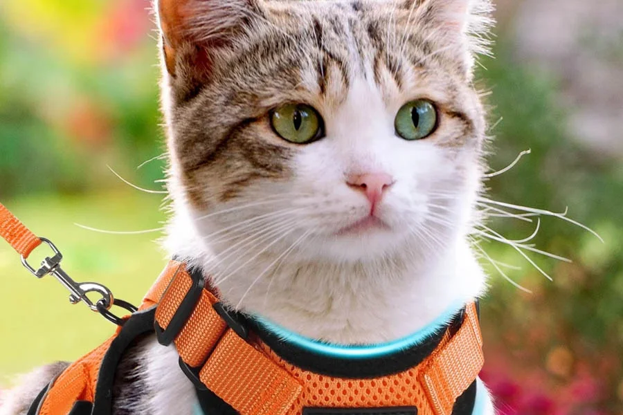 Cat harness for outdoor adventures