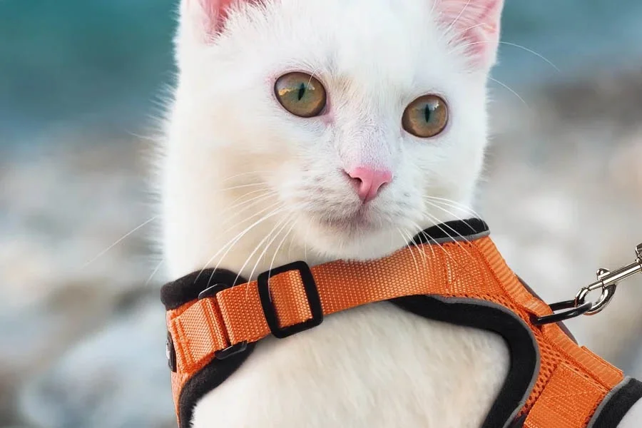 No-pull cat harness