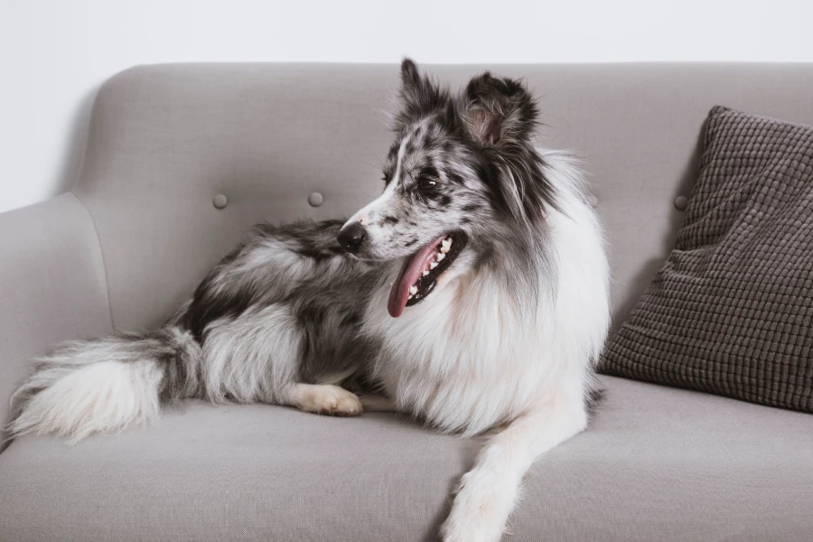 Gentle hair removal glove for pets