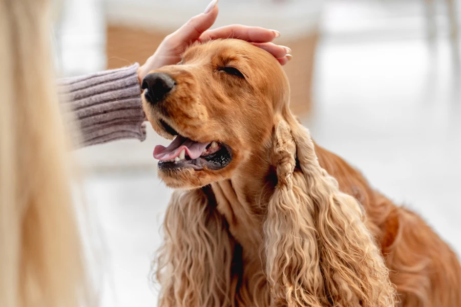 Hair shedding glove for pets