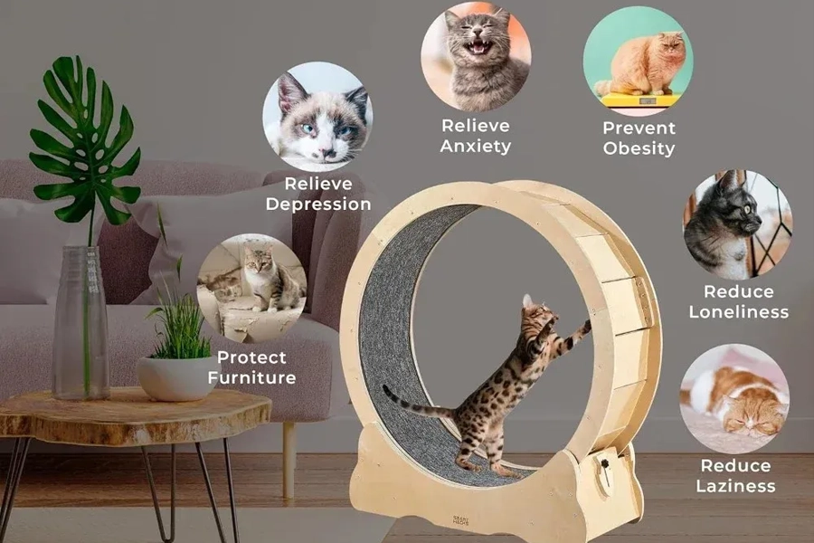 Cat treadmill wheel