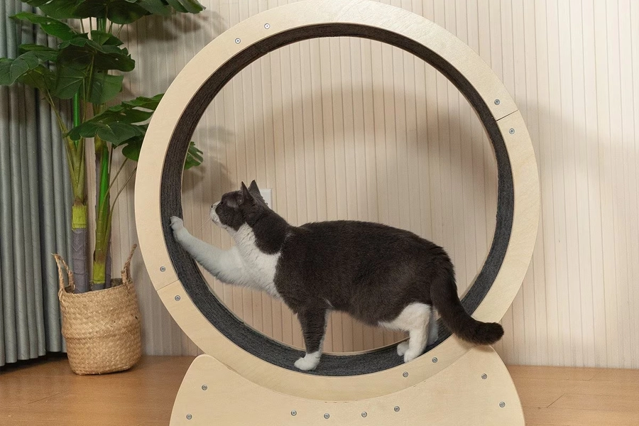 Cat fitness wheel