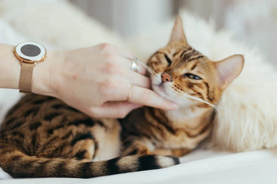 Gentle Pet Grooming Mitt