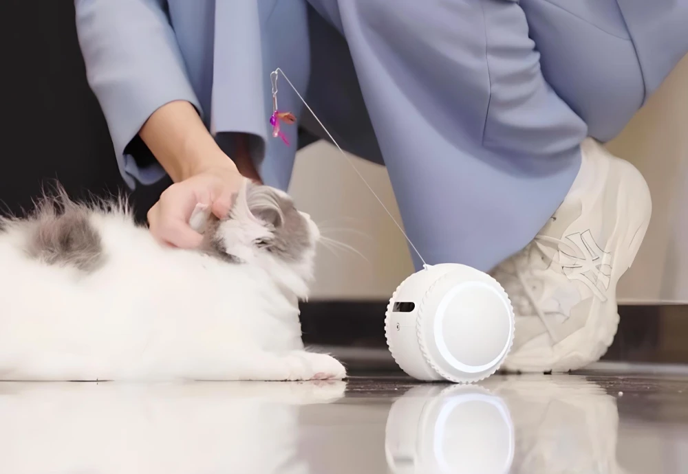 camera to watch pets at home