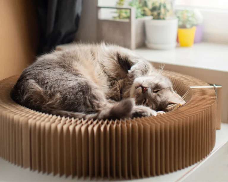 robot automatic pet feeder
