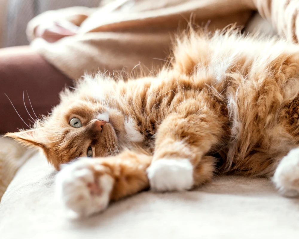 camera to watch pets